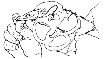 Канадский гусь задохнулся в пластиковом кольце из-под банки